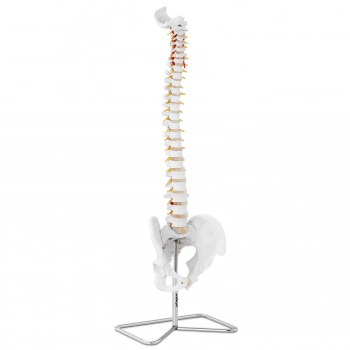 Model anatomiczny kręgosłupa człowieka z męską miednicą 76 cm