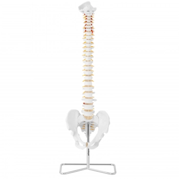 Model anatomiczny kręgosłupa człowieka z męską miednicą 76 cm
