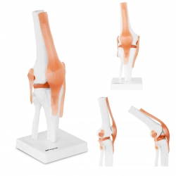 Model anatomiczny stawu kolanowego w skali 1:1