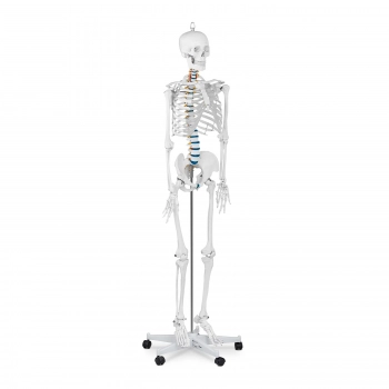 Model anatomiczny szkieletu człowieka 176 cm + Plakat anatomiczny