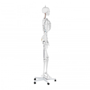Model anatomiczny szkieletu człowieka 176 cm + Plakat anatomiczny