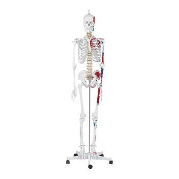 Model anatomiczny ludzkiego szkieletu 180 cm + Plakat anatomiczny