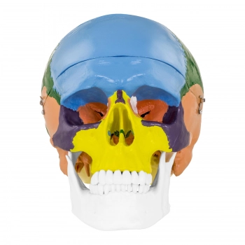 Model anatomiczny czaszki człowieka kolorowa w skali 1:1 + Zęby 3 szt.