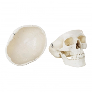 Model anatomiczny ludzkiej czaszki w skali 1:1 + Zęby 3 szt.