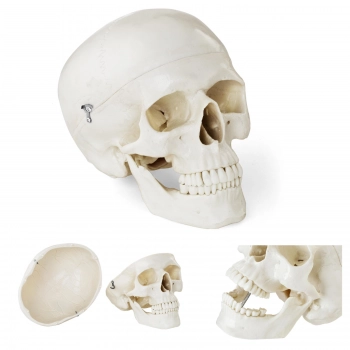 Model anatomiczny ludzkiej czaszki w skali 1:1 + Zęby 3 szt.