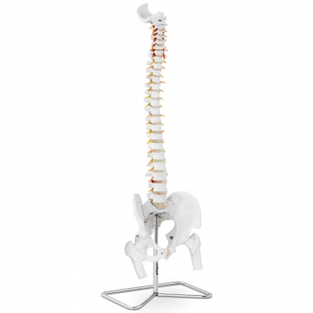 Model anatomiczny ludzkiego kręgosłupa z miednicą męską 86 cm