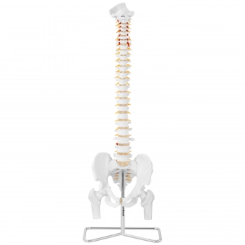 Model anatomiczny ludzkiego kręgosłupa z miednicą męską 86 cm