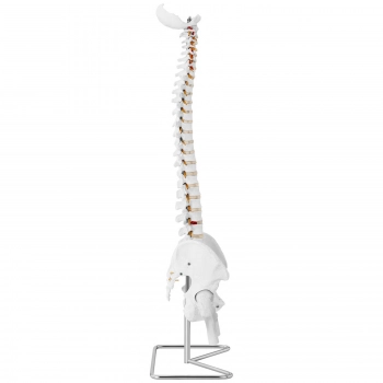 Model anatomiczny ludzkiego kręgosłupa z miednicą męską 86 cm