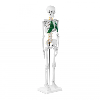 Model anatomiczny szkieletu człowieka 85 cm