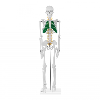 Model anatomiczny szkieletu człowieka 85 cm
