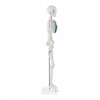 Model anatomiczny szkieletu człowieka 85 cm
