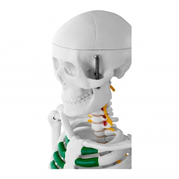 Model anatomiczny szkieletu człowieka 85 cm