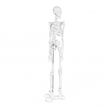 Model anatomiczny ludzkiego szkieletu 47 cm
