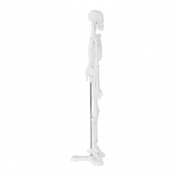 Model anatomiczny ludzkiego szkieletu 47 cm