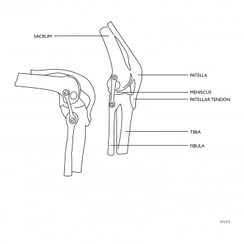 Model anatomiczny stawu kolanowego w skali 1:1