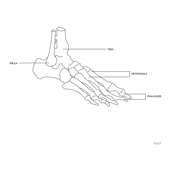 Model anatomiczny stawu skokowego z więzadłami w skali 1:1