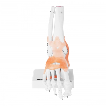 Model anatomiczny stawu skokowego z więzadłami w skali 1:1