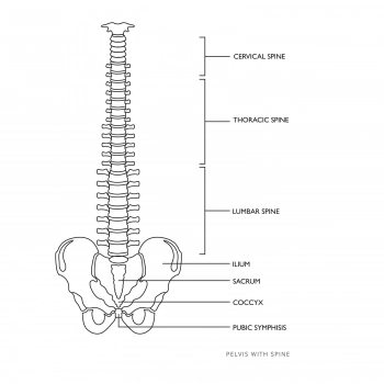 Model anatomiczny kręgosłupa człowieka z męską miednicą 76 cm