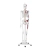 Model anatomiczny ludzkiego szkieletu 180 cm + Plakat anatomiczny