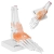 Model anatomiczny stawu skokowego z więzadłami w skali 1:1