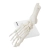 Model anatomiczny stawu skokowego w skali 1:1