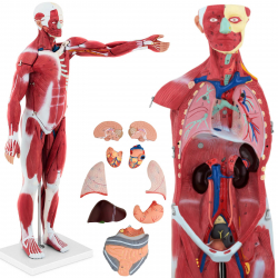 Model anatomiczny 3D ciała człowieka 27 elementów 76 cm