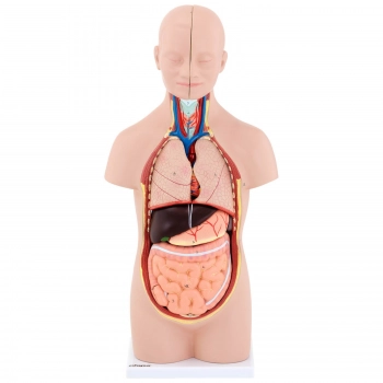 Model anatomiczny 3D tułowia człowieka z wyjmowanymi organami