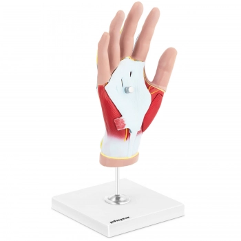 Model anatomiczny 3D dłoni człowieka skala 1:1