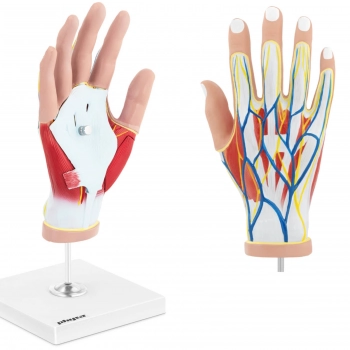 Model anatomiczny 3D dłoni człowieka skala 1:1