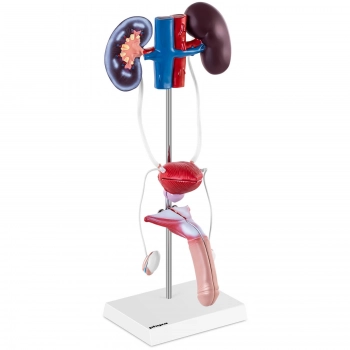 Model anatomiczny 3D męskiego układu moczowo-płciowego