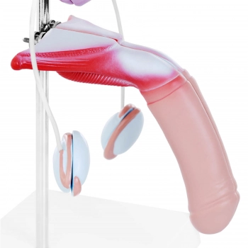 Model anatomiczny 3D męskiego układu moczowo-płciowego