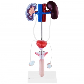 Model anatomiczny 3D męskiego układu moczowo-płciowego