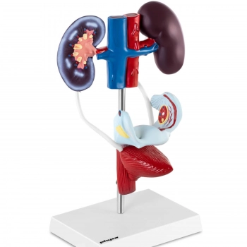 Model anatomiczny 3D żeńskiego układu moczowo-płciowego