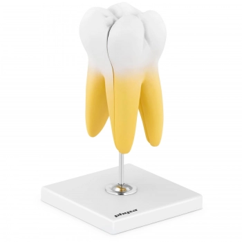 Model anatomiczny 3D zęba trzonowego