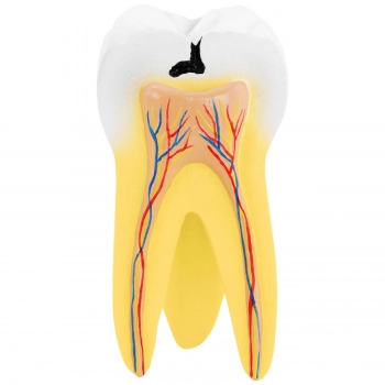 Model anatomiczny 3D zęba trzonowego