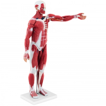 Model anatomiczny 3D ciała człowieka 27 elementów 76 cm