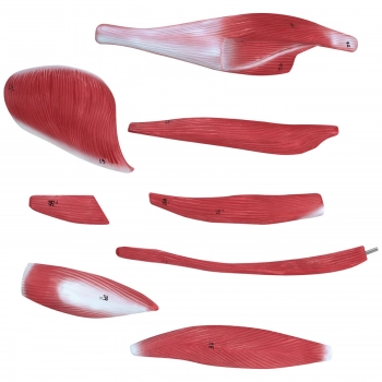 Model anatomiczny 3D ciała człowieka 27 elementów 76 cm