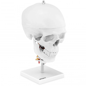 Model anatomiczny 3D czaszki człowieka z mózgiem 7 kręgami skala 1:1