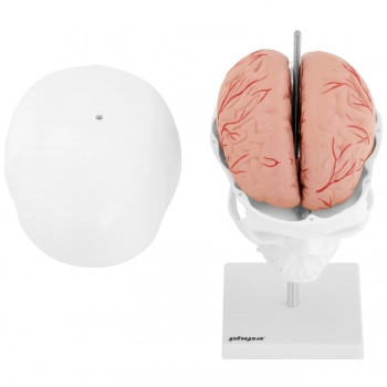 Model anatomiczny 3D czaszki człowieka z mózgiem 7 kręgami skala 1:1