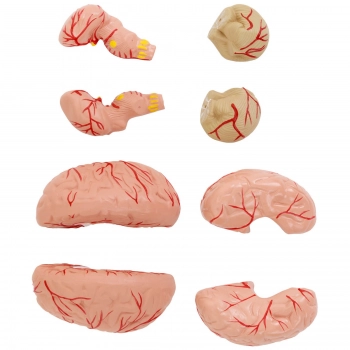 Model anatomiczny 3D czaszki człowieka z mózgiem 7 kręgami skala 1:1
