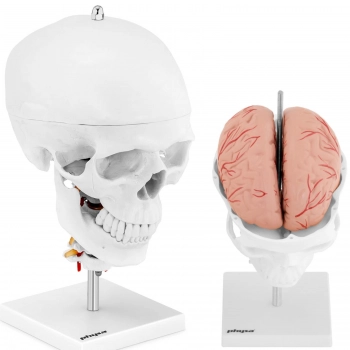 Model anatomiczny 3D czaszki człowieka z mózgiem 7 kręgami skala 1:1