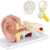 Model anatomiczny 3D ucha człowieka z wyjmowanymi elementami skala 3:1