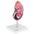 Model anatomiczny 3D nerki człowieka skala 1.5:1