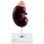 Model anatomiczny 3D nerki człowieka skala 1.5:1