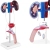 Model anatomiczny 3D męskiego układu moczowo-płciowego