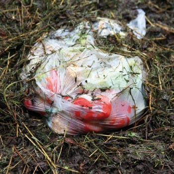 Worki ze skrobi biodegradowalne rozkładające się w ziemi BIO rolka 50szt. 10L